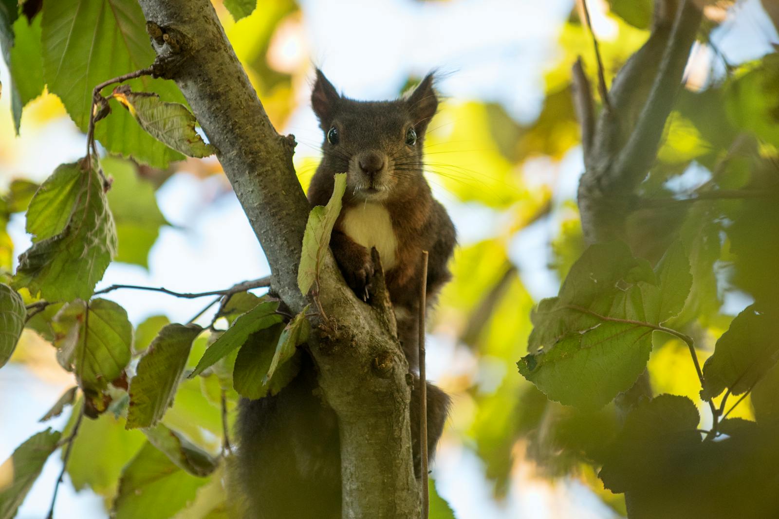 Figyelő fekete mókus a Parco Giardino Sigurtà-ban