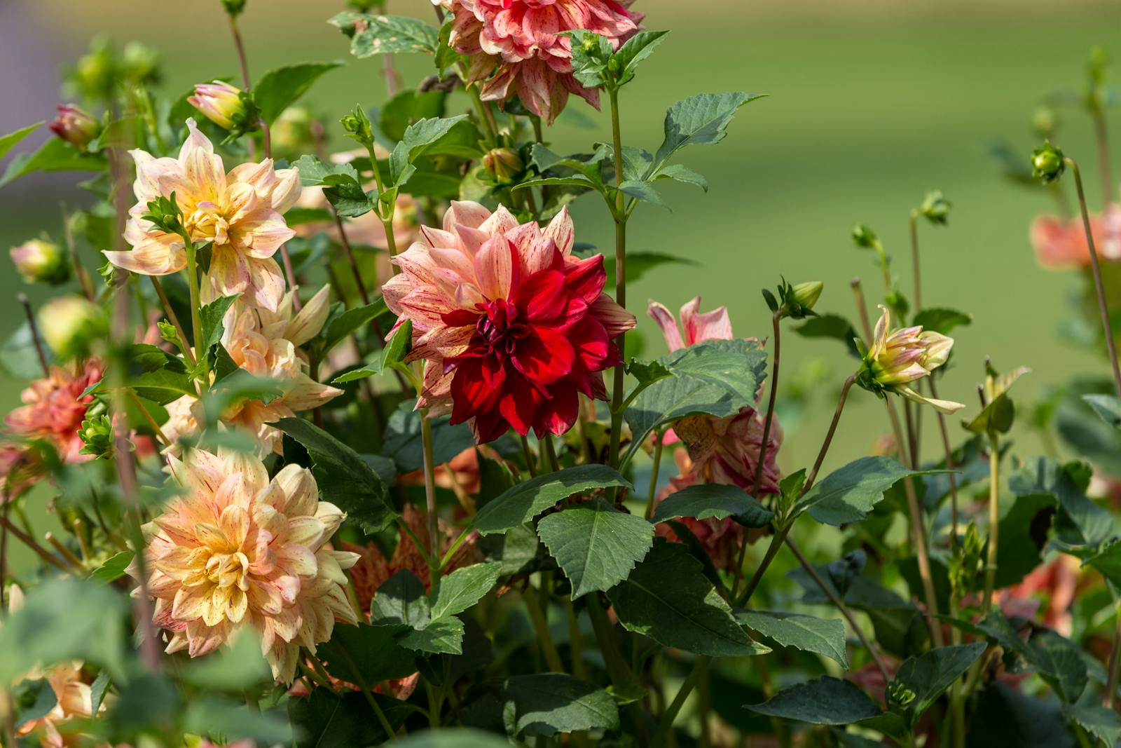 Close-up van kleurrijke dahliabloemen in Parco Giardino Sigurtà