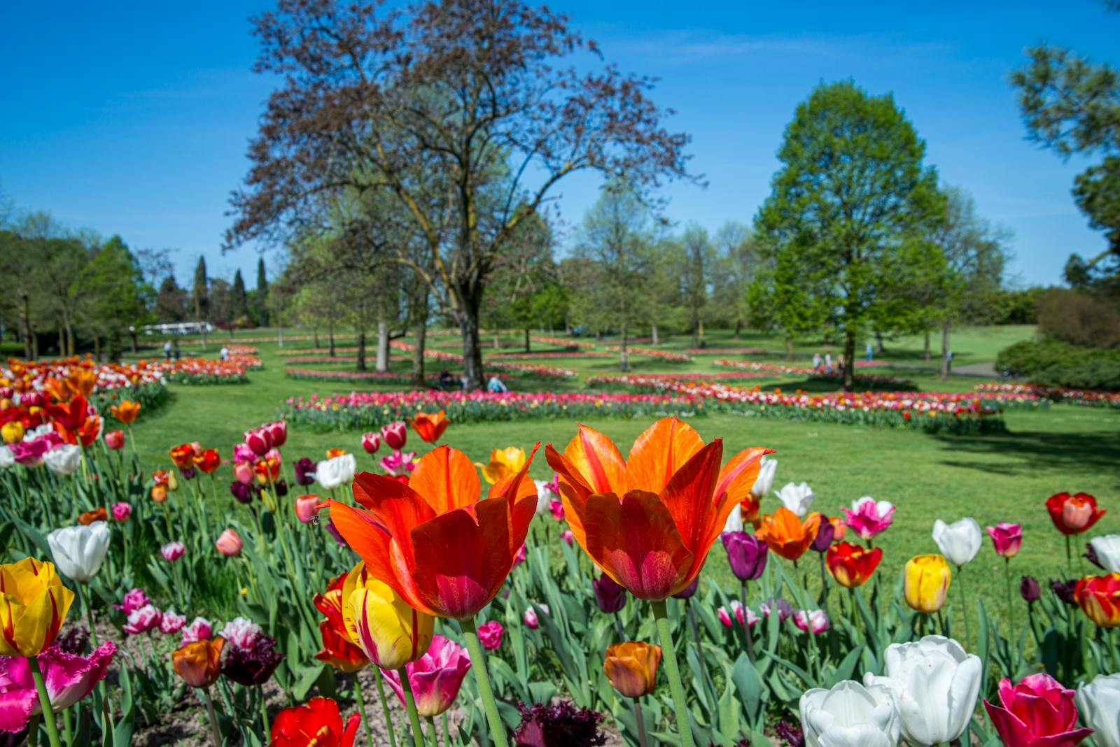 Kleurrijk uitzicht op de tulpen in Parco Giardino Sigurtà
