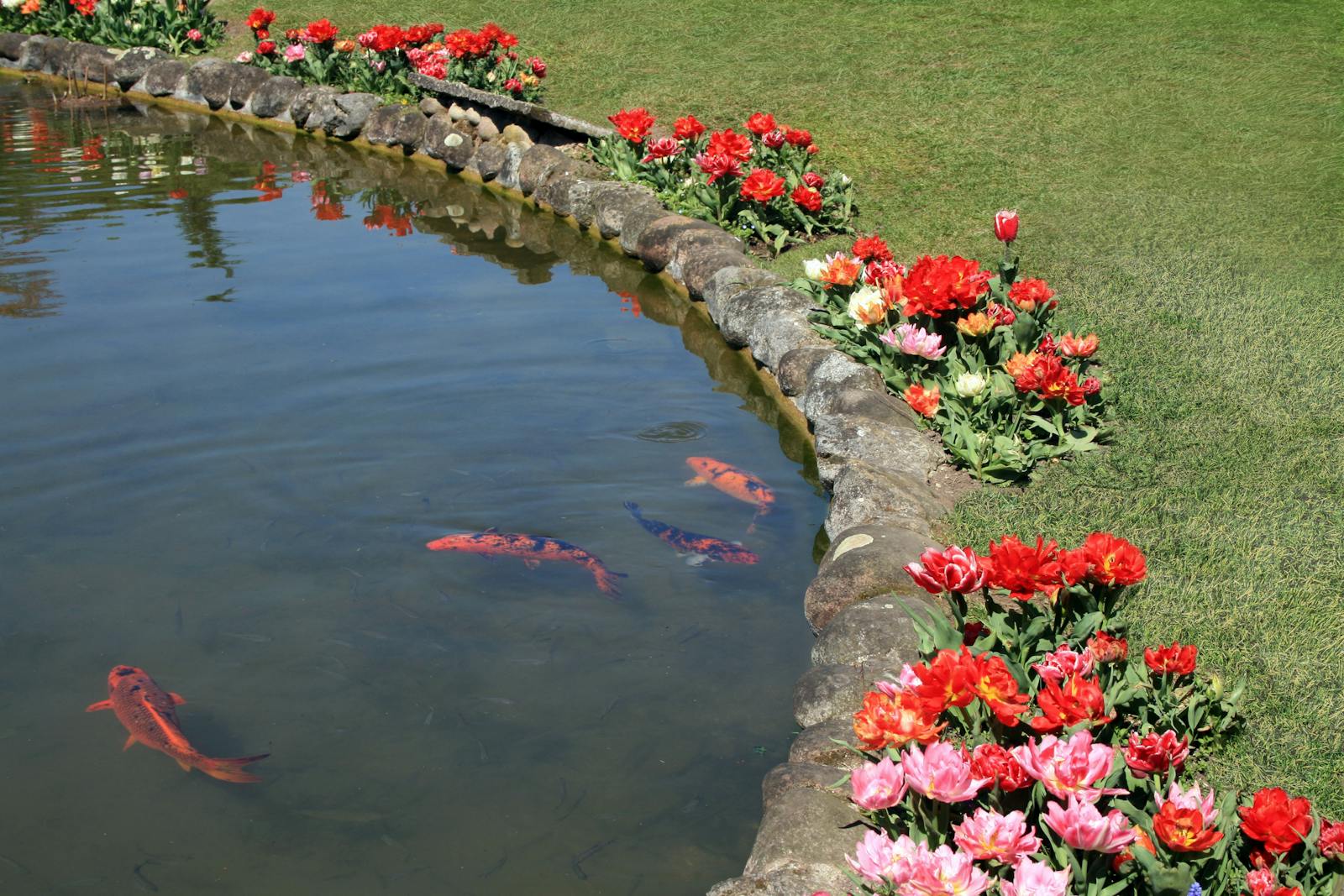 Karpie i tulipany nad brzegiem Parco Giardino Sigurtà