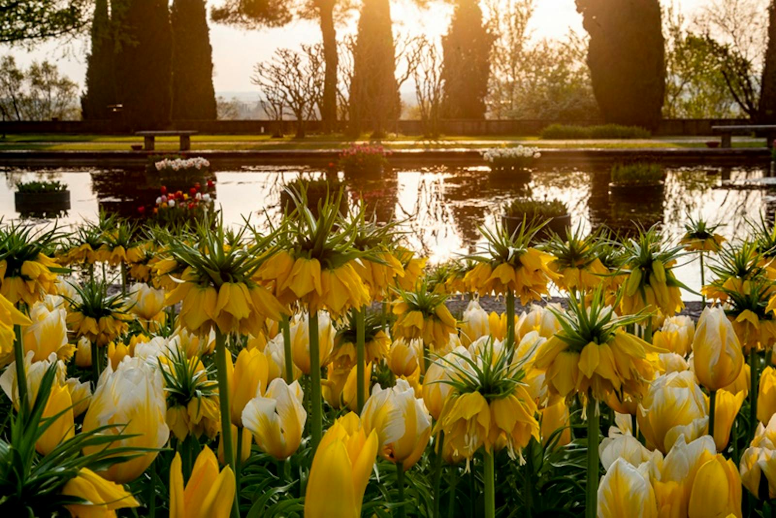 Żółte kwiaty i tulipany w Parco Giardino Sigurtà