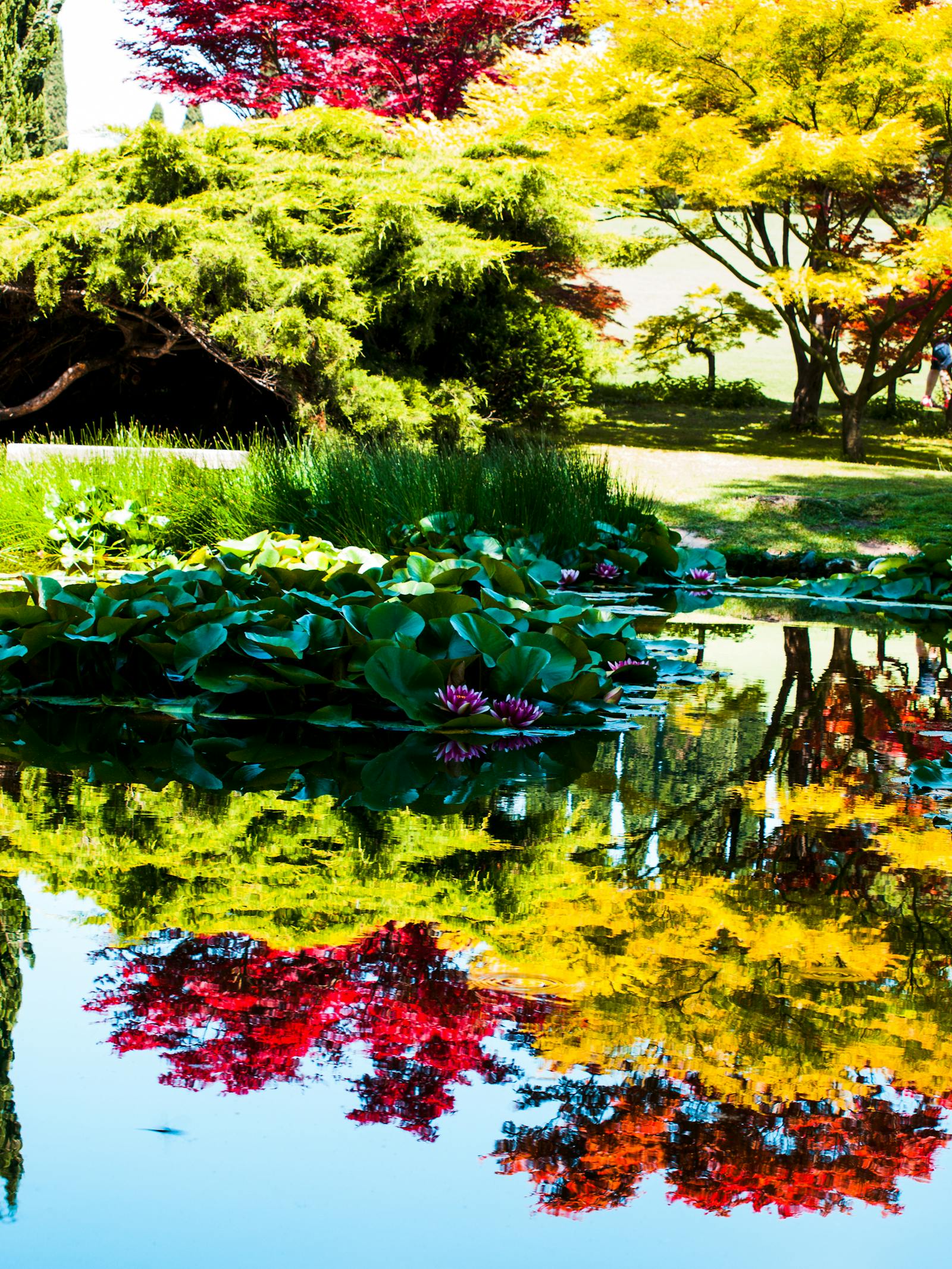 Reflexii colorate ale arborilor în Parco Giardino Sigurtà
